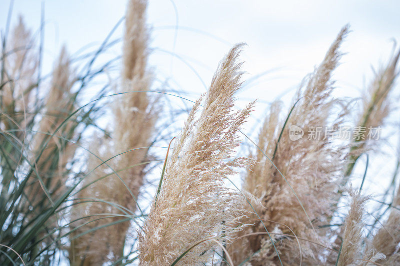 潘帕斯草(Cortaderia selloana)灌木